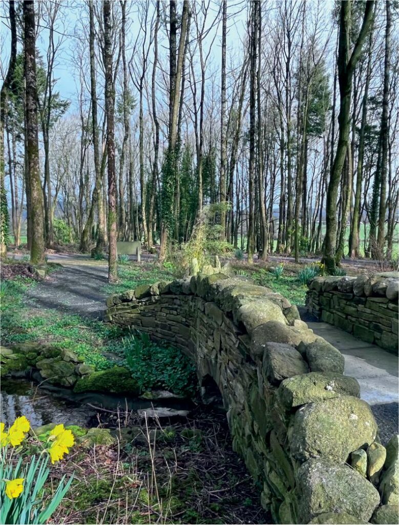 photo of the bluebell bridge feature at carriglea outdoor walking trails